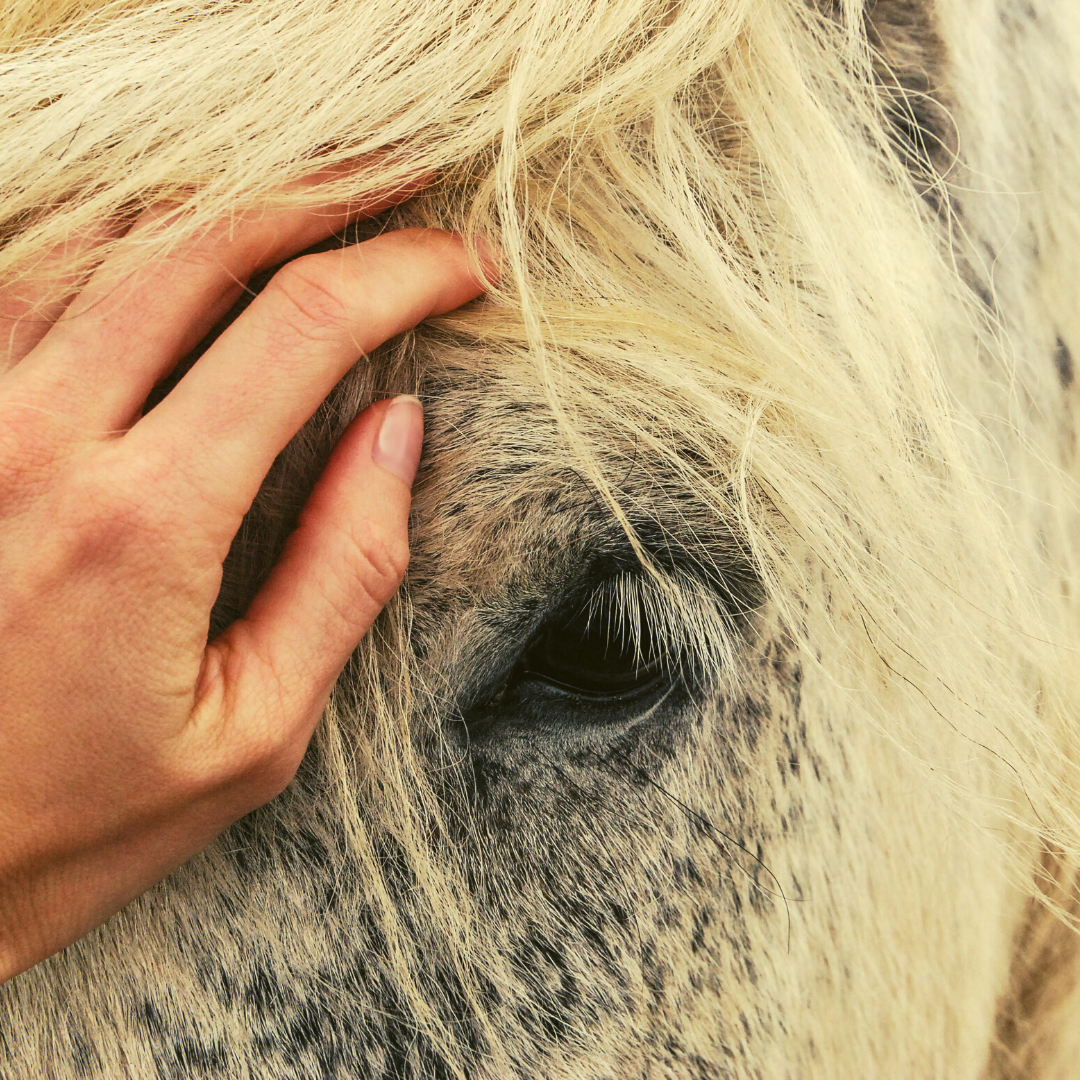 In-Home / Travel Pet Reiki Sessions