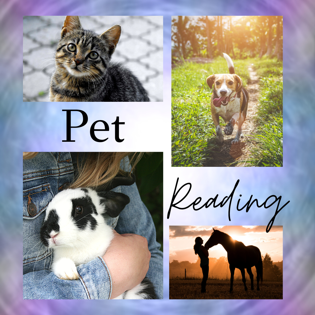 In-Home / Travel Pet Reading     *Scroll down for explanations*