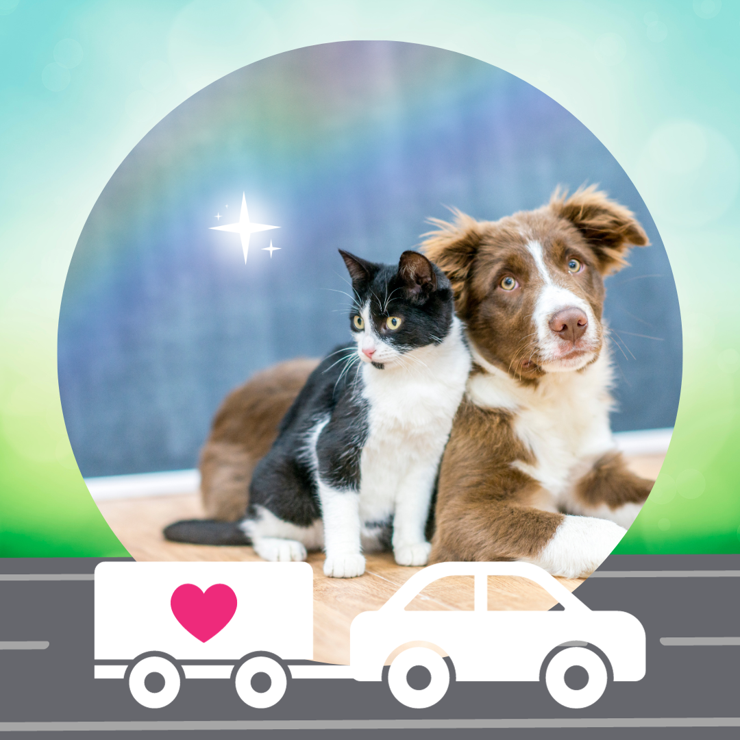 In-Home / Travel Pet Reading     *Scroll down for explanations*